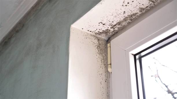 Best Fast Mold Removal  in Columbia, TN