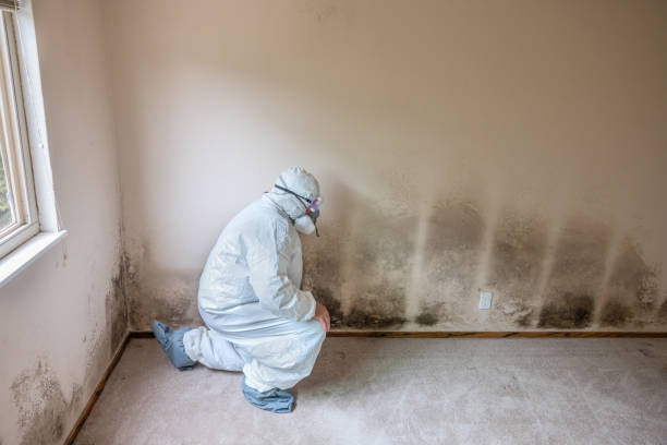 Best Attic Mold Removal  in Columbia, TN