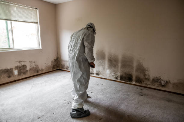 Best Toxic Mold Removal  in Columbia, TN