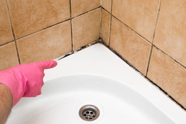 Best Certified Mold Removal  in Columbia, TN